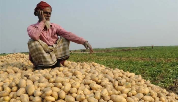 বিরামপুরে বিপাকে কৃষক আলুর কেজি ৫ টাকা বিরামপুরে বিপাকে কৃষক আলুর কেজি ৫ টাকা