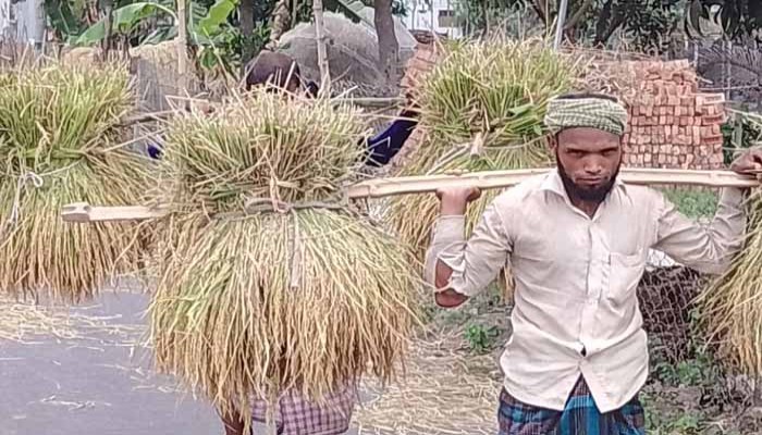 ​শ্রমিক সংকটে ধান কাটা ব্যাহত চিন্তায় ফুলবাড়ীর কৃষক