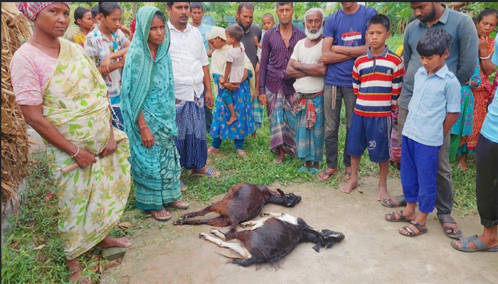 রাণীশংকৈলে পল্লী বিদ্যুতের অবহেলায় কিশোর আহত, গবাদিপশুর মৃত্যু রাণীশংকৈলে পল্লী বিদ্যুতের অবহেলায় কিশোর আহত, গবাদিপশুর মৃত্যু