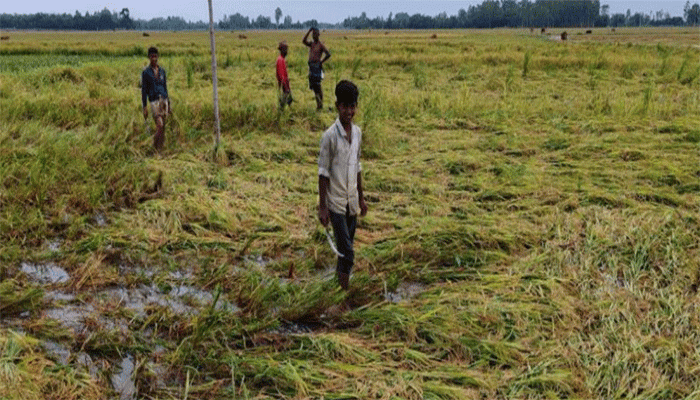 ফুলবাড়ীতে তিনদিনের টানা ঝড়-বৃষ্টিতে ধানচাষে বিপর্যয়, ক্ষতির আশঙ্কায় কৃষকরা