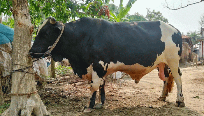 দুর্গাপুরে ১৫ মণের ‘বাহদুর’কে নিয়ে খামারির শাহআলমের স্বপ্ন দুর্গাপুরে ১৫ মণের ‘বাহদুর’কে নিয়ে খামারির শাহআলমের স্বপ্ন