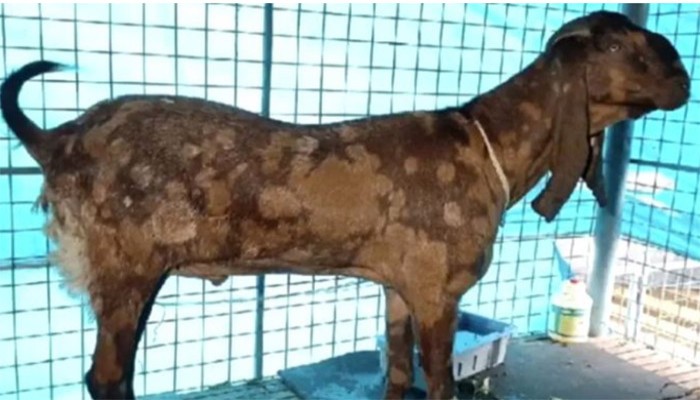 ছাগলকাণ্ডের ছাগলটি এখনও আছে, বিলানো হতে পারে দরিদ্রদের মাঝে