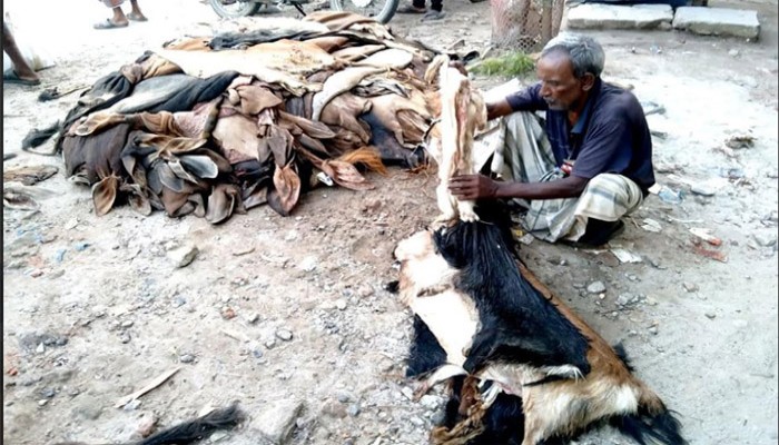 গরুর চামড়ার কিছু দাম মিললেও ছাগলের চামড়া অমূল্য!