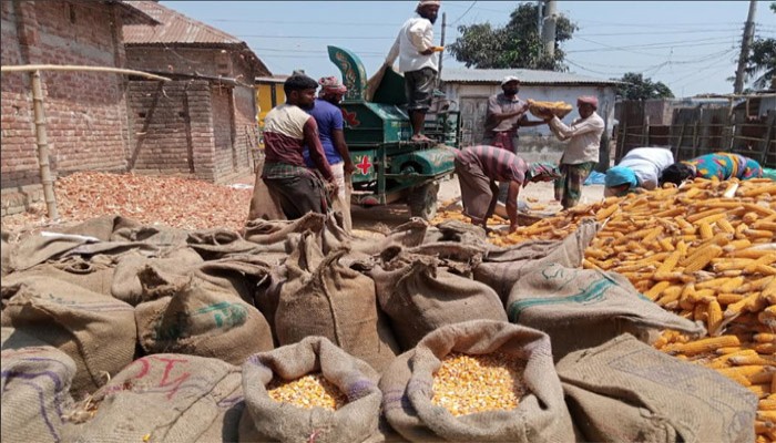 ফুলবাড়ীতে ভুট্টার বাম্পার ফলন মন্দা বাজার: বিপাকে কৃষক ফুলবাড়ীতে ভুট্টার বাম্পার ফলন মন্দা বাজার: বিপাকে কৃষক