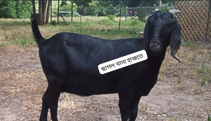 ছাগল এখন থানা হাজতে ছাগল এখন থানা হাজতে