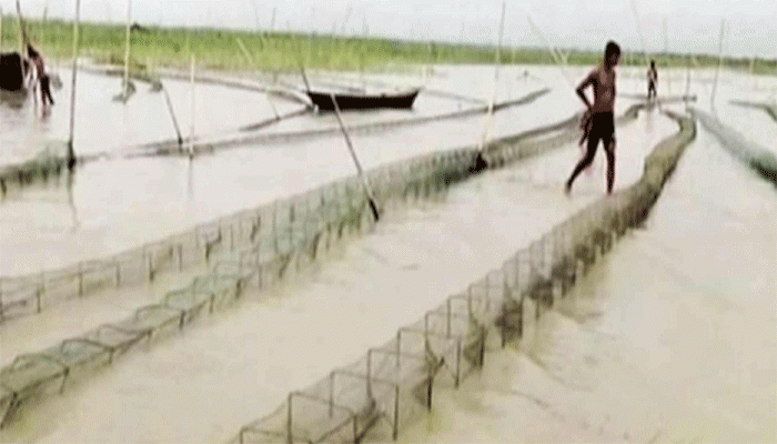 মান্দায় নিষিদ্ধ কারেন্ট জালে মাছ নিধন মান্দায় নিষিদ্ধ কারেন্ট জালে মাছ নিধন