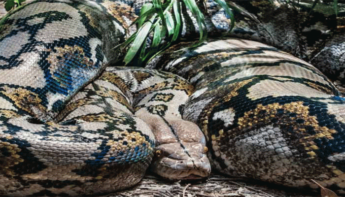 কৃষকের দেহ মিলল ২৬ ফুট অজগরের পেটে কৃষকের দেহ মিলল ২৬ ফুট অজগরের পেটে