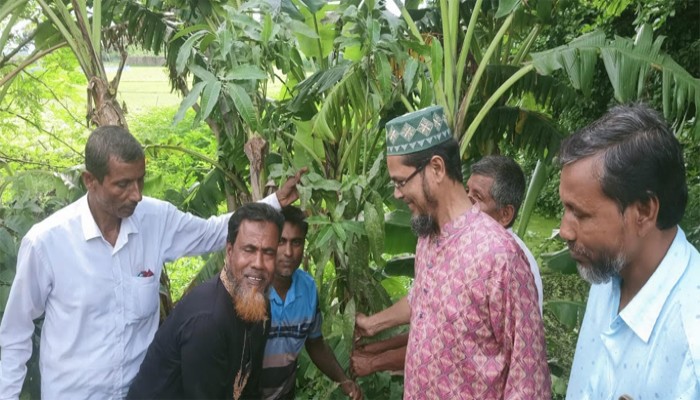 মোহনপুরে কৃষকদলের বৃক্ষ রোপণ কর্মসূচী মোহনপুরে কৃষকদলের বৃক্ষ রোপণ কর্মসূচী