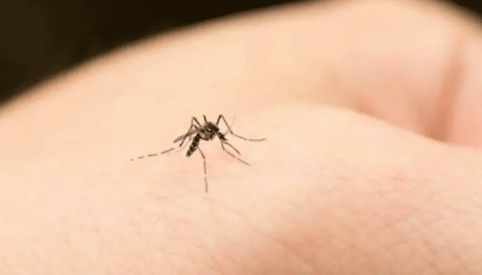 মশা কামড়ে ফুলিয়ে দিয়েছে হাত-পা? কষ্ট কমাবে কলার খোসা! মশা কামড়ে ফুলিয়ে দিয়েছে হাত-পা? কষ্ট কমাবে কলার খোসা!