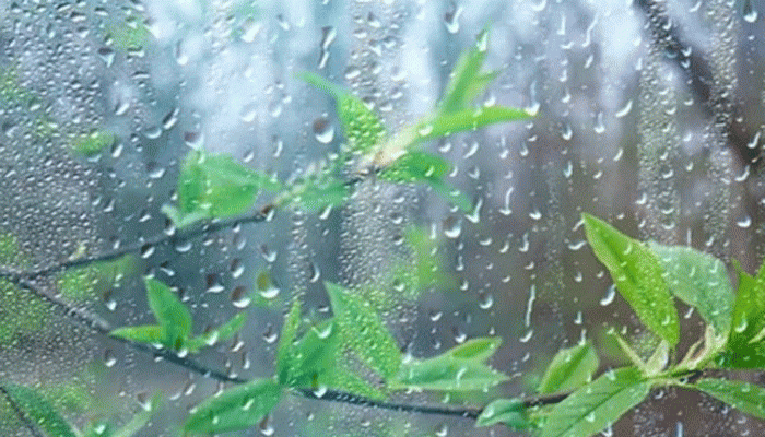 বৃষ্টির দিনে যেসব আমল করবেন বৃষ্টির দিনে যেসব আমল করবেন