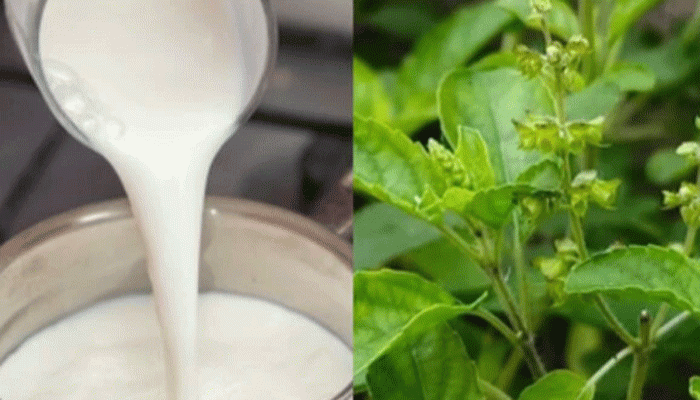 দুধে সিদ্ধ করুন তুলসী পাতা! ৫ রোগ থেকে চিরতরে মুক্তি! দুধে সিদ্ধ করুন তুলসী পাতা! ৫ রোগ থেকে চিরতরে মুক্তি!