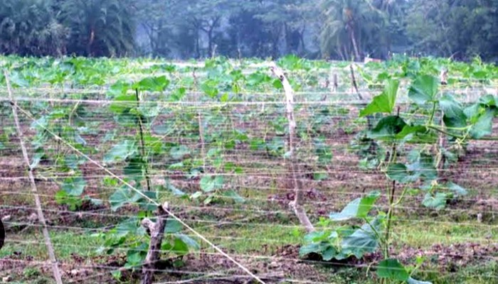 মাচায় সবজি চাষে আর্ধিকভাবে লাভবান হচ্ছে রাজশাহীর চাষিরা