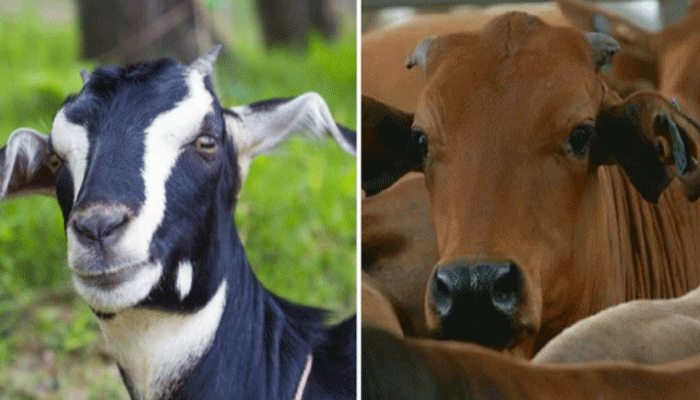 পাবনায় এক রাতে তিন বাড়ির ১০টি গরু-ছাগল চুরি পাবনায় এক রাতে তিন বাড়ির ১০টি গরু-ছাগল চুরি