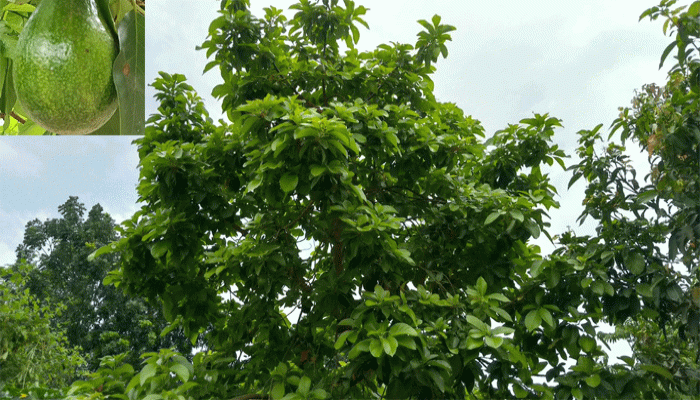 পৃথিবীর অন্যতম পুষ্টিকর অ্যাভোকাডো রাণীশংকৈলে