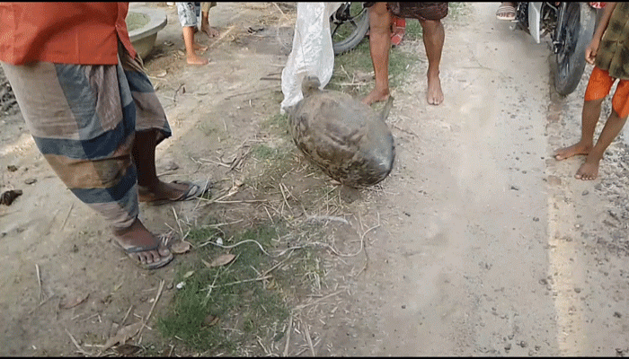লোকালয়ে ১১ কেজি কচ্ছপ উৎসূক জনতার ভীড় লোকালয়ে ১১ কেজি কচ্ছপ উৎসূক জনতার ভীড়