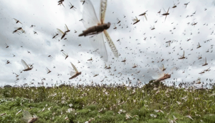 ইউক্রেনে এবার পঙ্গপালের আক্রমণ ইউক্রেনে এবার পঙ্গপালের আক্রমণ