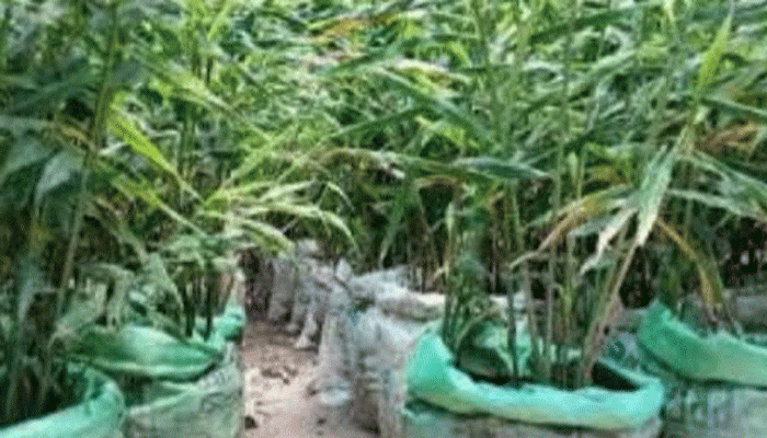 তানোরে বস্তায় আদা চাষ জনপ্রিয় হয়ে উঠেছে তানোরে বস্তায় আদা চাষ জনপ্রিয় হয়ে উঠেছে