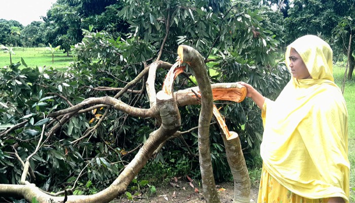 লালপুরে গাছের সাথে শত্রুতা লালপুরে গাছের সাথে শত্রুতা