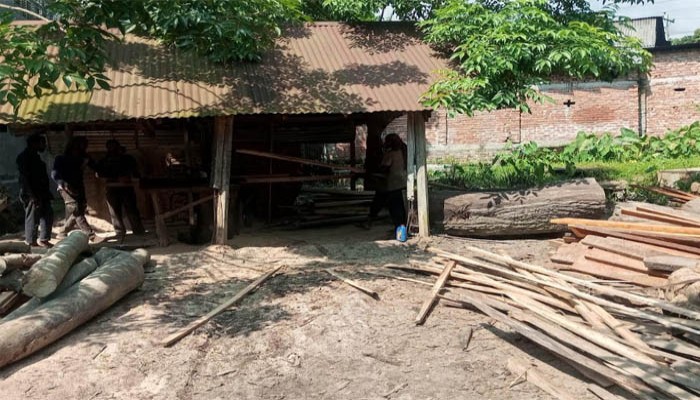 ইউএনও’র নির্দেশে জব্দকৃত শালগাছ স’মিলে কর্তন ইউএনও’র নির্দেশে জব্দকৃত শালগাছ স’মিলে কর্তন