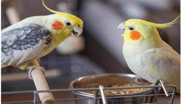 পাখি পোষার ইচ্ছা? যত্ন নেওয়ার নিয়ম আছে, রইল জরুরি কিছু পরামর্শ পাখি পোষার ইচ্ছা? যত্ন নেওয়ার নিয়ম আছে, রইল জরুরি কিছু পরামর্শ