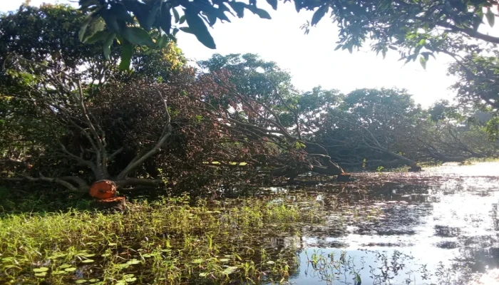 রামেবি ক্যাম্পাসে গাছ লুট: পরিবেশের ভারসাম্যে আঘাত, তীব্র হচ্ছে জলবায়ু