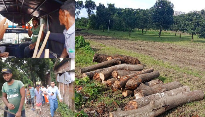 রামেবি’তে গাছ কাটার সময় হাতেনাতে ৩ শ্রমিক আটক, ধরা ছোয়ার বাইরে মূলহোতা দেলোয়ার