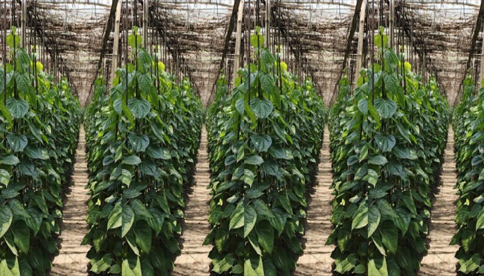 পানের বাজারে ধস: কৃষকের চোখে অন্ধকার পানের বাজারে ধস: কৃষকের চোখে অন্ধকার