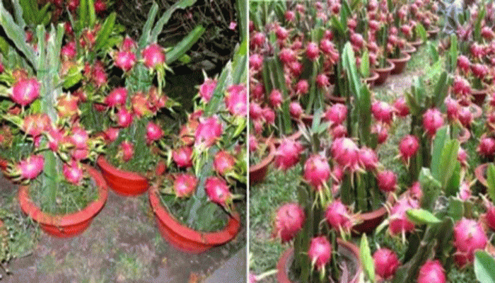 বাড়ির বাগানেই চাষ করুন ড্রাগন ফল বাড়ির বাগানেই চাষ করুন ড্রাগন ফল