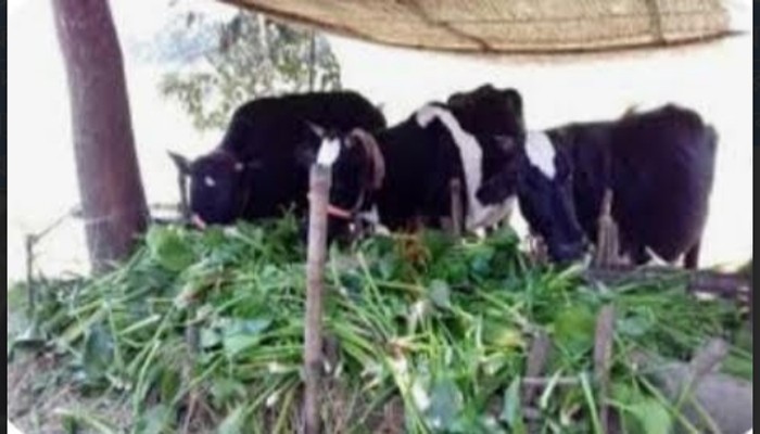 তানোরে গো-খাদ্যর সংকট বিপাকে গৃহস্থ-খামারি তানোরে গো-খাদ্যর সংকট বিপাকে গৃহস্থ-খামারি