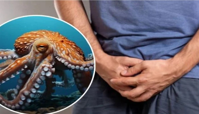 অক্টোপাসের সঙ্গে যৌন সঙ্গম, পুরুষাঙ্গ খোয়ালেন যুবক! নেটপাড়ায় হৈ চৈ অক্টোপাসের সঙ্গে যৌন সঙ্গম, পুরুষাঙ্গ খোয়ালেন যুবক! নেটপাড়ায় হৈ চৈ