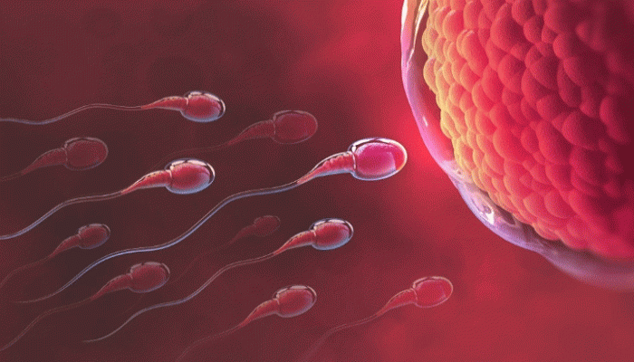 যে সব খাবার খেলে হু হু করে কমে যাবে শুক্রাণু, বলছে গবেষণা যে সব খাবার খেলে হু হু করে কমে যাবে শুক্রাণু, বলছে গবেষণা