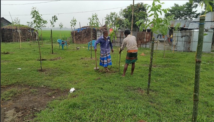 গাছ প্রিয় রাণীশংকৈলের করিমুল গাছ প্রিয় রাণীশংকৈলের করিমুল