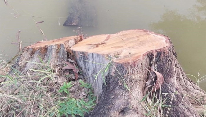 তানোরে সরকারি গাছ নিধন ও পুকুরের মাছ তছরুপের হুমকি তানোরে সরকারি গাছ নিধন ও পুকুরের মাছ তছরুপের হুমকি