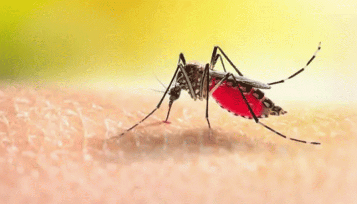 ডেঙ্গুতে নয় মাসে মৃত্যু ২০০ জনের