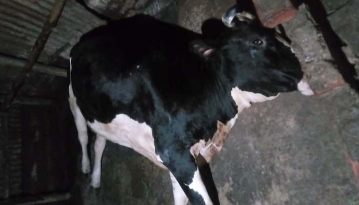 রাজশাহীতে ভুল চিকিৎসায় গর্ভবতী গাভীর মৃত্যু, পশু চিকিৎসকের বিরুদ্ধে অভিযোগ দায়ের রাজশাহীতে ভুল চিকিৎসায় গর্ভবতী গাভীর মৃত্যু, পশু চিকিৎসকের বিরুদ্ধে অভিযোগ দায়ের