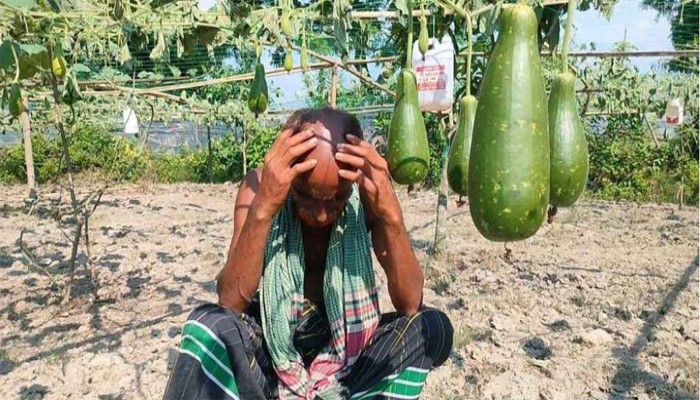 রাতের আঁধারে কৃষকের ৩৫০ লাউ গাছ কেটে দিলো দুর্বৃত্তরা