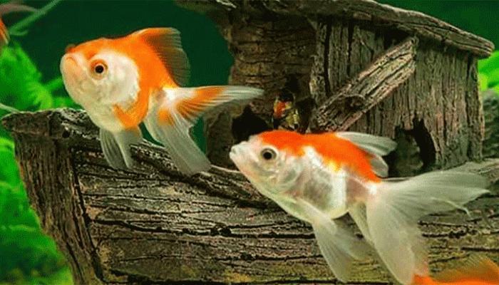 অ্যাকোয়ারিয়ামের গোল্ড ফিশ ভাল রাখতে ৫টি পরামর্শ, জেনে নিন অ্যাকোয়ারিয়ামের গোল্ড ফিশ ভাল রাখতে ৫টি পরামর্শ, জেনে নিন
