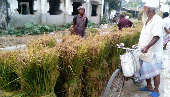 ফুলবাড়ীতে আগাম আমন ধানের সস্তার কাঁচা খড়ে গবাদিপশুর বারো অবস্থা ফুলবাড়ীতে আগাম আমন ধানের সস্তার কাঁচা খড়ে গবাদিপশুর বারো অবস্থা