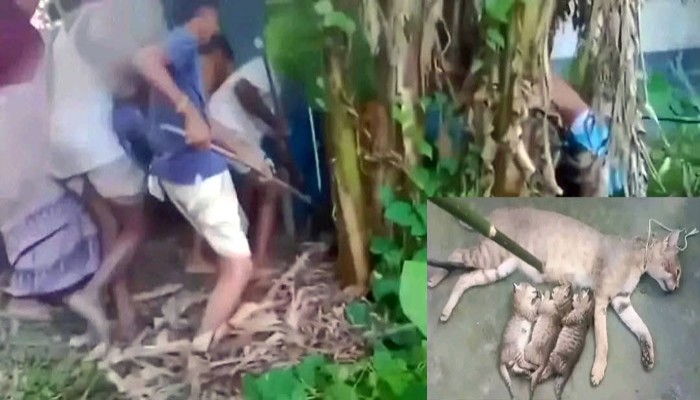 তিন বাচ্চা-সহ বিড়াল হত্যা তিন বাচ্চা-সহ বিড়াল হত্যা