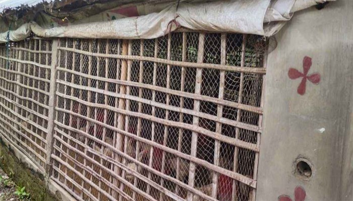 বিদ্যালয়ের পাশে পোল্ট্রি ফার্ম, দুর্গন্ধে অতিষ্ঠ শিক্ষার্থীরা বিদ্যালয়ের পাশে পোল্ট্রি ফার্ম, দুর্গন্ধে অতিষ্ঠ শিক্ষার্থীরা