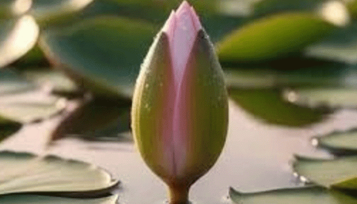 ইসির প্রতীক তালিকায় যুক্ত হলো ‘শাপলা কলি’ ইসির প্রতীক তালিকায় যুক্ত হলো ‘শাপলা কলি’