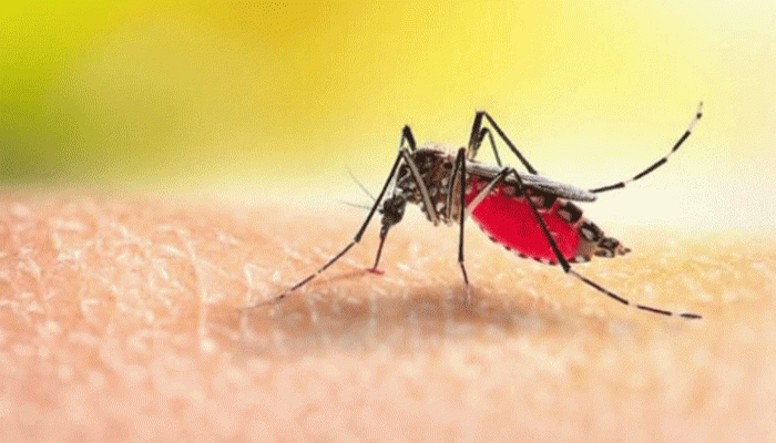 গত ২৪ ঘণ্টায় ডেঙ্গুতে আক্রান্ত হয়ে আরও ৩ জনের মৃত্যু গত ২৪ ঘণ্টায় ডেঙ্গুতে আক্রান্ত হয়ে আরও ৩ জনের মৃত্যু