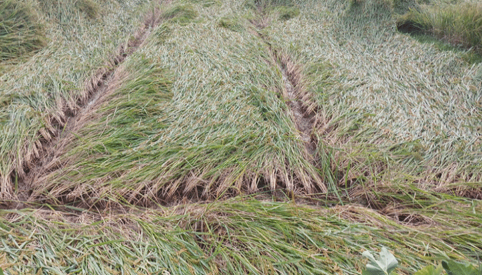 তানোরে আমন ও রবিশস্যের ব্যাপক ক্ষতি, দিশেহারা কৃষকরা তানোরে আমন ও রবিশস্যের ব্যাপক ক্ষতি, দিশেহারা কৃষকরা