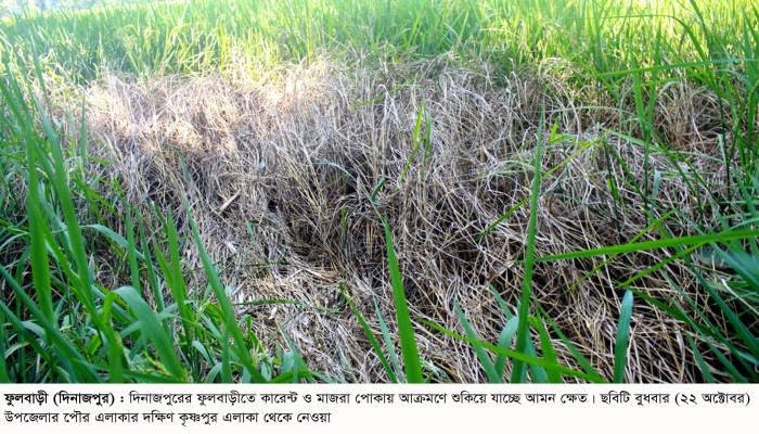 আমন ক্ষেতে কারেন্ট পোকা দুশ্চিন্তায় ফুলবাড়ীর কৃষক আমন ক্ষেতে কারেন্ট পোকা দুশ্চিন্তায় ফুলবাড়ীর কৃষক