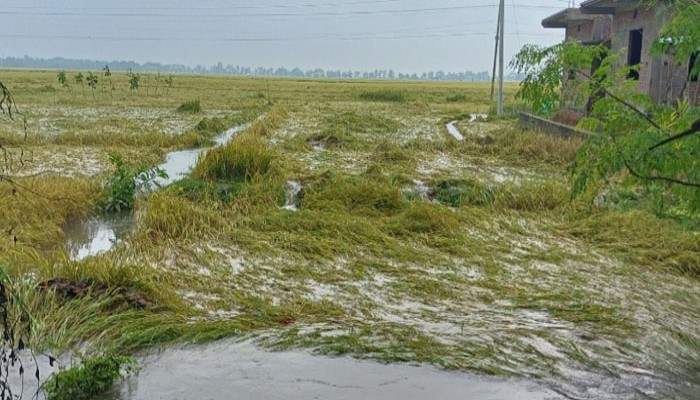 তানোরে কার্তিকের কান্নায় কৃষকের স্বপ্ন ভঙ্গ তানোরে কার্তিকের কান্নায় কৃষকের স্বপ্ন ভঙ্গ