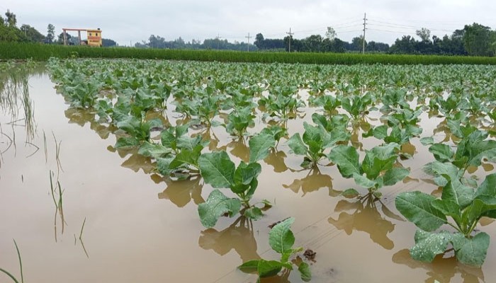 মান্দায় হঠাৎ বৃষ্টিতে আমনসহ সবজির ব্যপক ক্ষতি