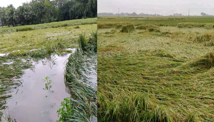 নিয়ামতপৃরে বৃষ্টিতে আমন ধানের ক্ষতি, শঙ্কায় কৃষক