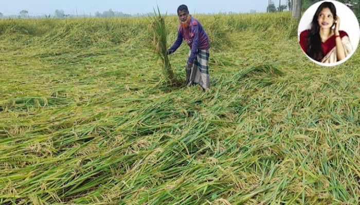 ফুলবাড়ী টানা তিনদিনের ঝড়োবৃষ্টিপাতে ধান ও আগাম সবজির ব্যাপক ক্ষয়-ক্ষতি