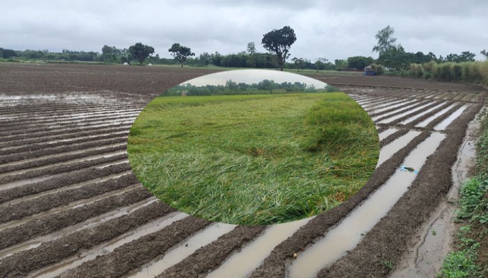 অসময়ে বৃষ্টি রাণীশংকৈলে ফসলের ব্যাপক ক্ষতি,কৃষকের মুখে হতাশার ছাপ