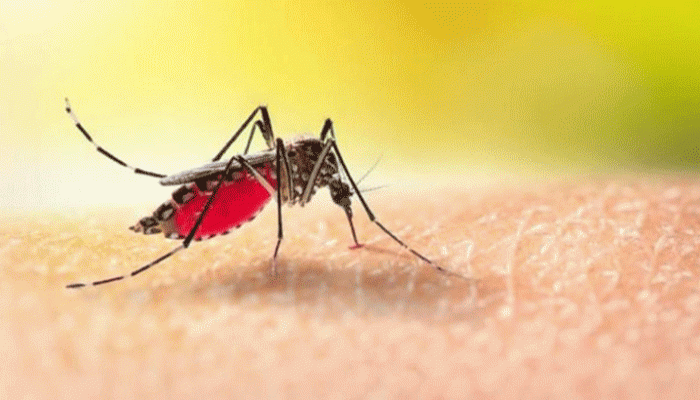 গত ২৪ ঘণ্টায় দেশে ডেঙ্গুতে আক্রান্ত হয়ে ১০ জনের মৃত্যু